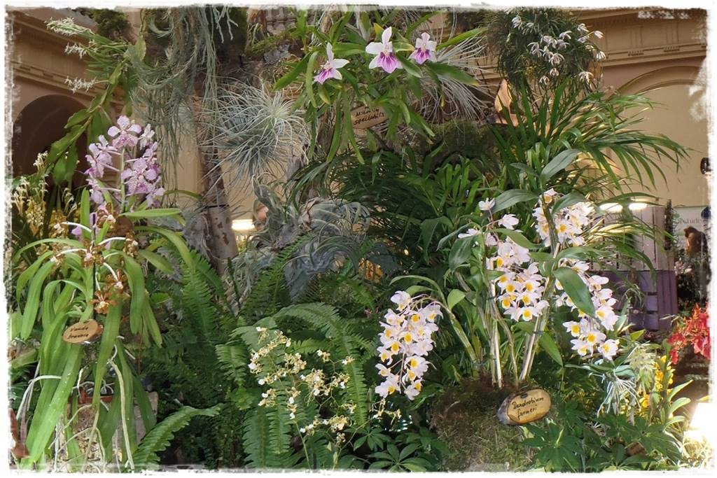 Storczyk Dendrobium 32