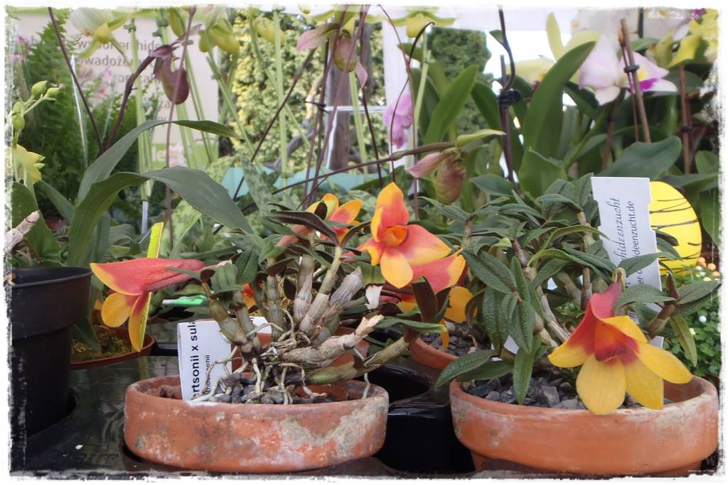 Storczyk Dendrobium 5