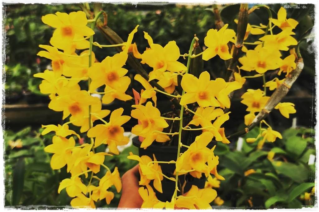 Storczyk Dendrobium 6