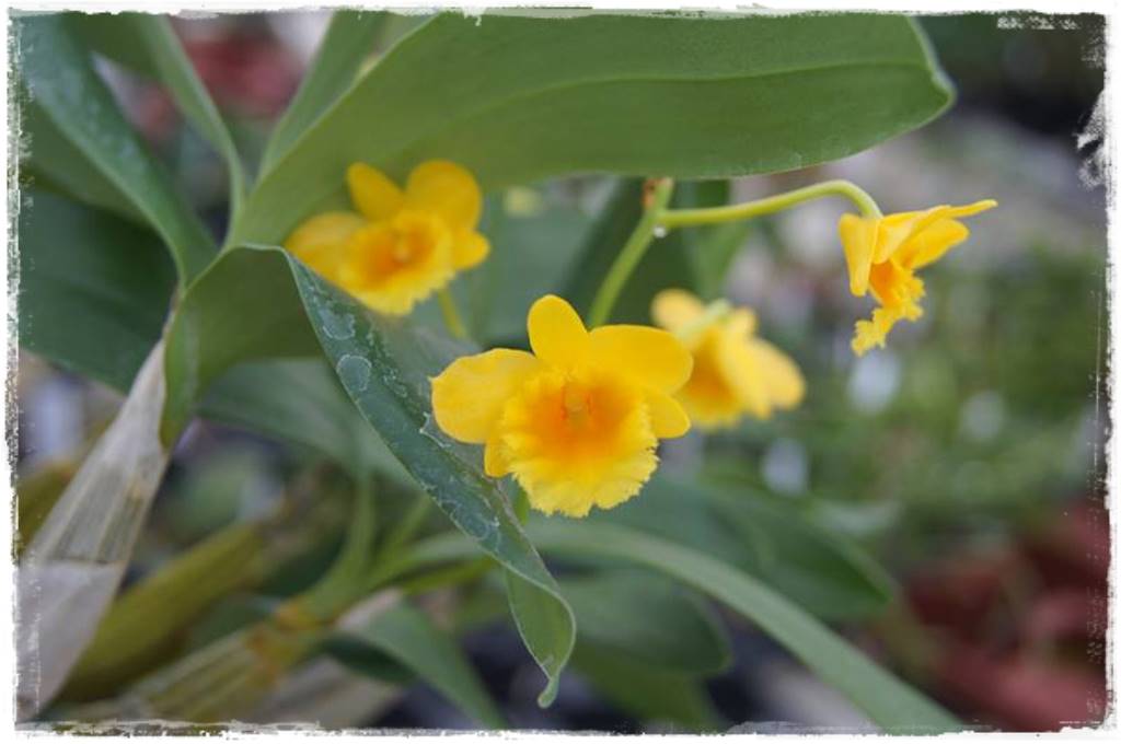 Storczyk Dendrobium 7