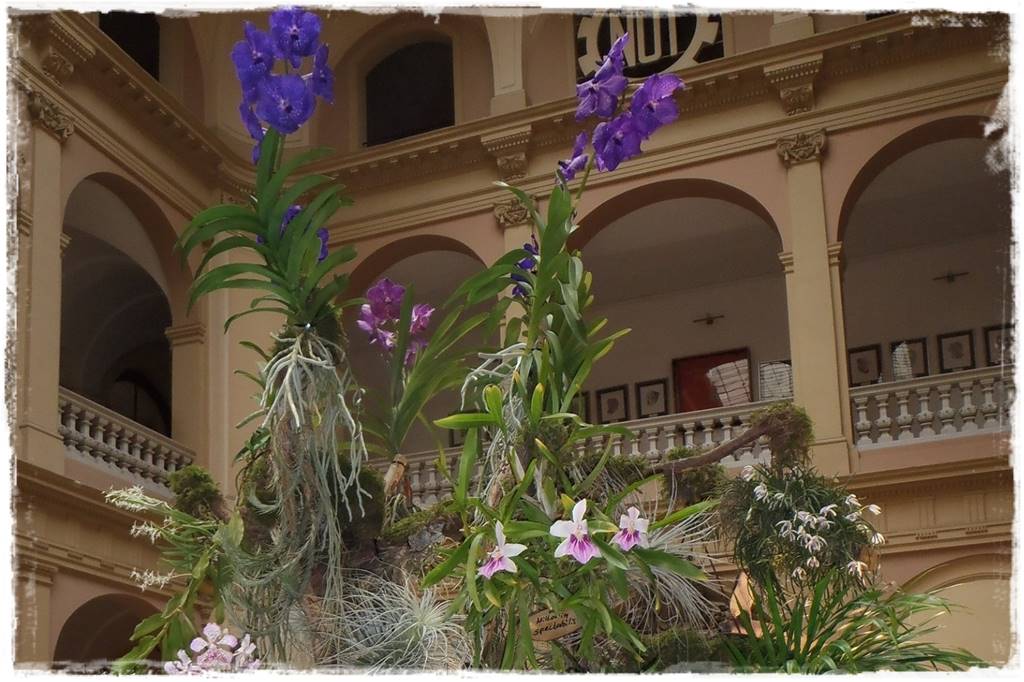 Storczyk Vanda 1 Storczyk Vanda 1