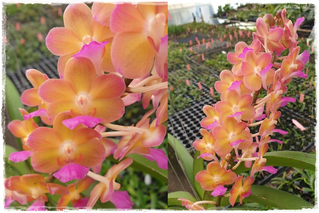 Storczyk Vanda 11 Vanda Pat Rapee