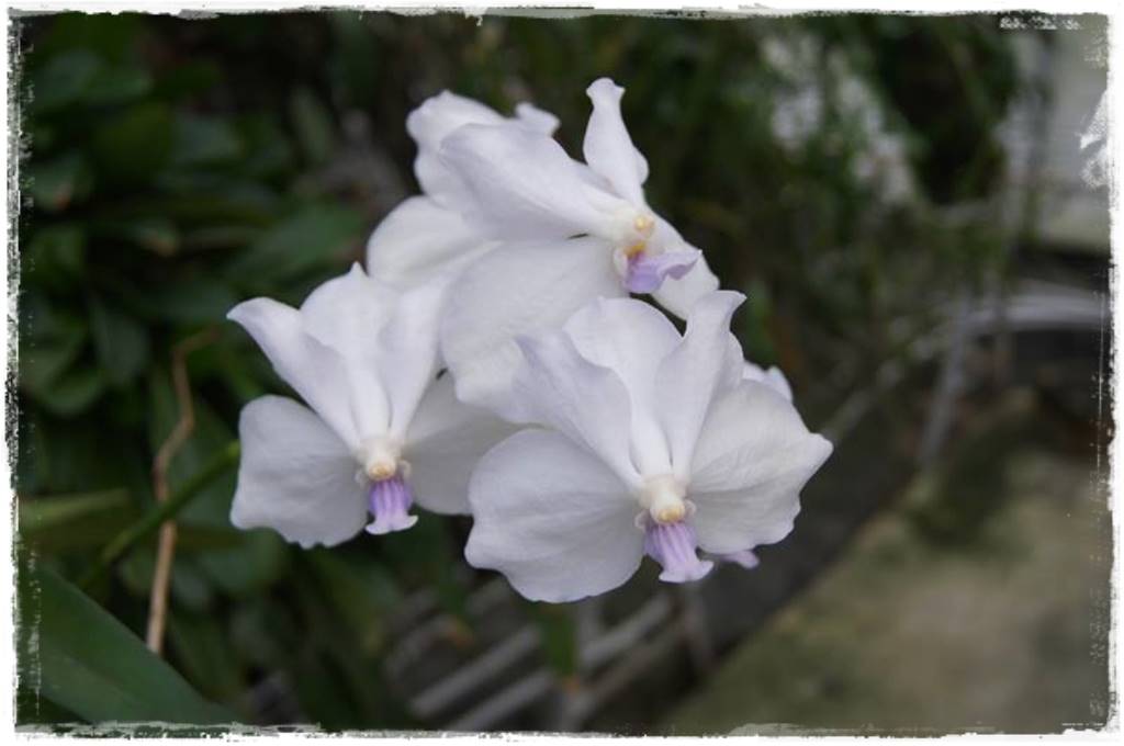 Storczyk Vanda 12 Vanda Lavender Mist