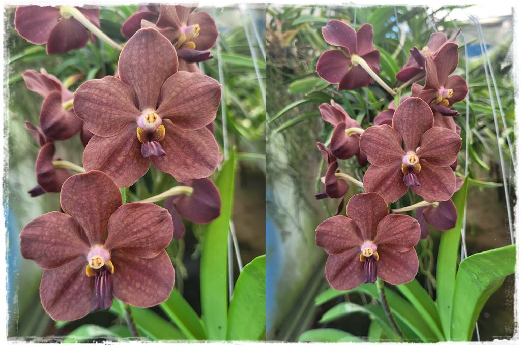 Storczyk Vanda 13 Vanda Redland Chocolate