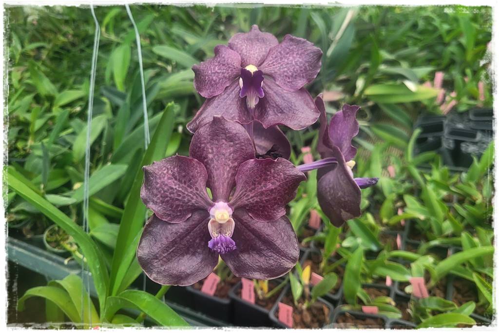Storczyk Vanda 14 Vanda Midnight Serenade