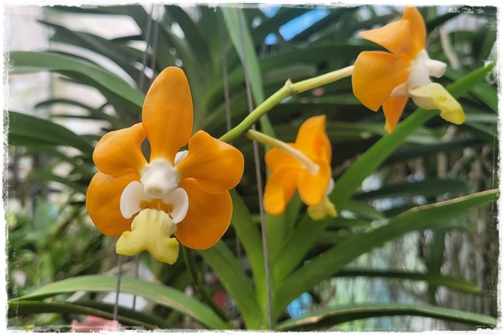 Storczyk Vanda 16 Vanda denisoniana Khun Tarn