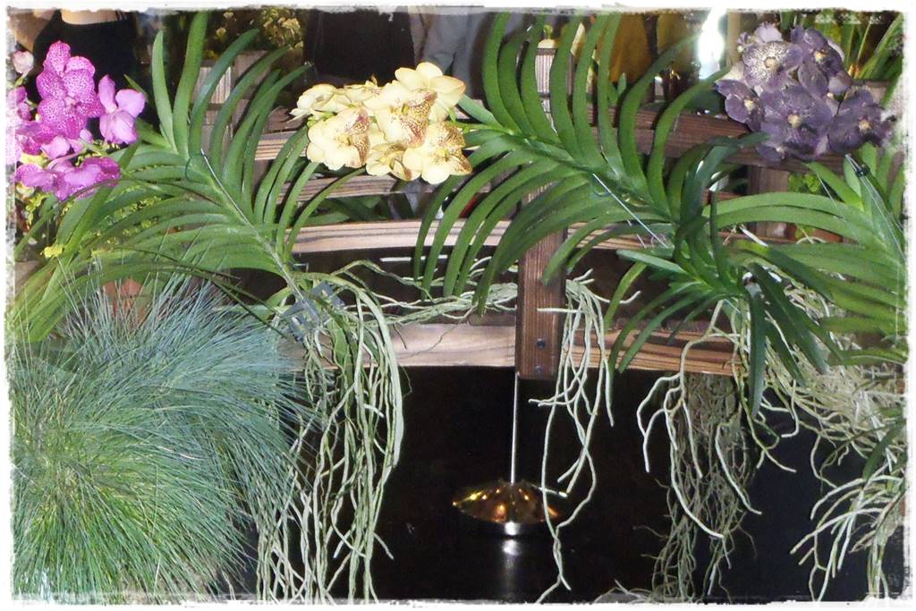 Storczyk Vanda 17 Storczyk Vanda 17