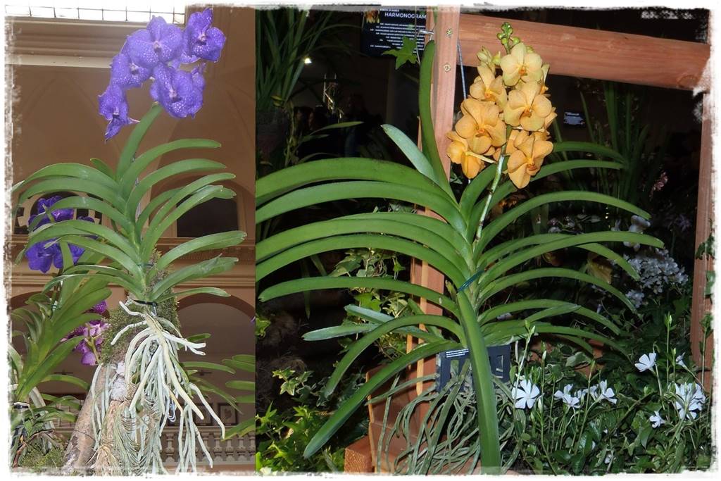 Storczyk Vanda 18 Storczyk Vanda 18