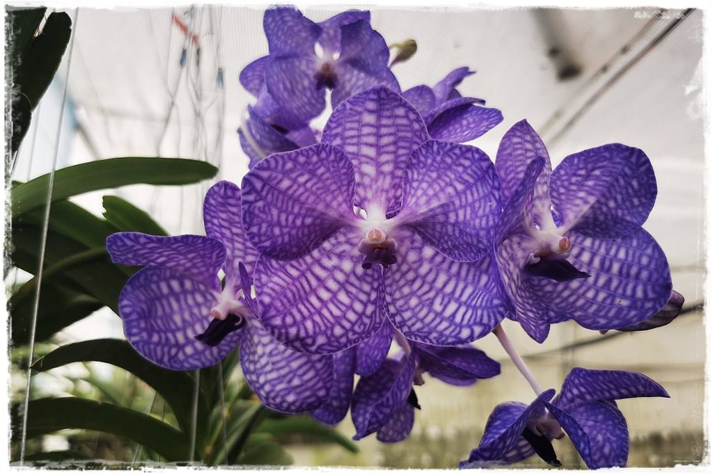 Storczyk Vanda 19 Vanda coerulea Storczyk Vanda 19 Vanda coerulea