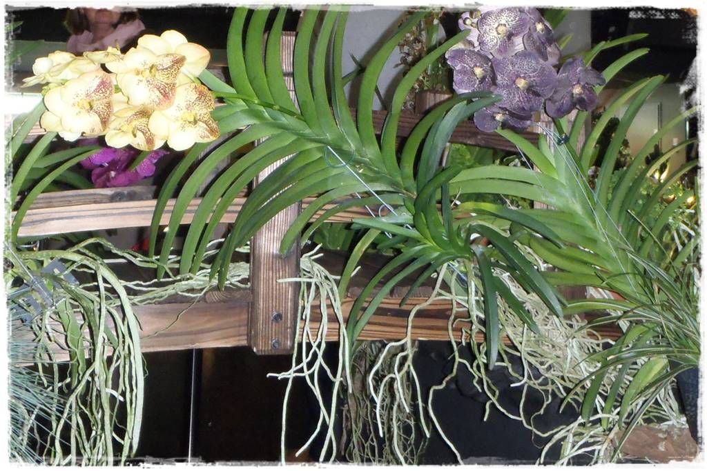 Storczyk Vanda 2 Storczyk Vanda 2