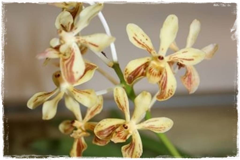 Storczyk Vanda 20 vanda lamellata