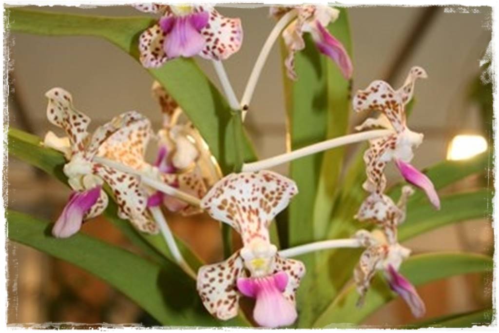 Storczyk Vanda 21 vanda tricolor Storczyk Vanda 21 vanda tricolor