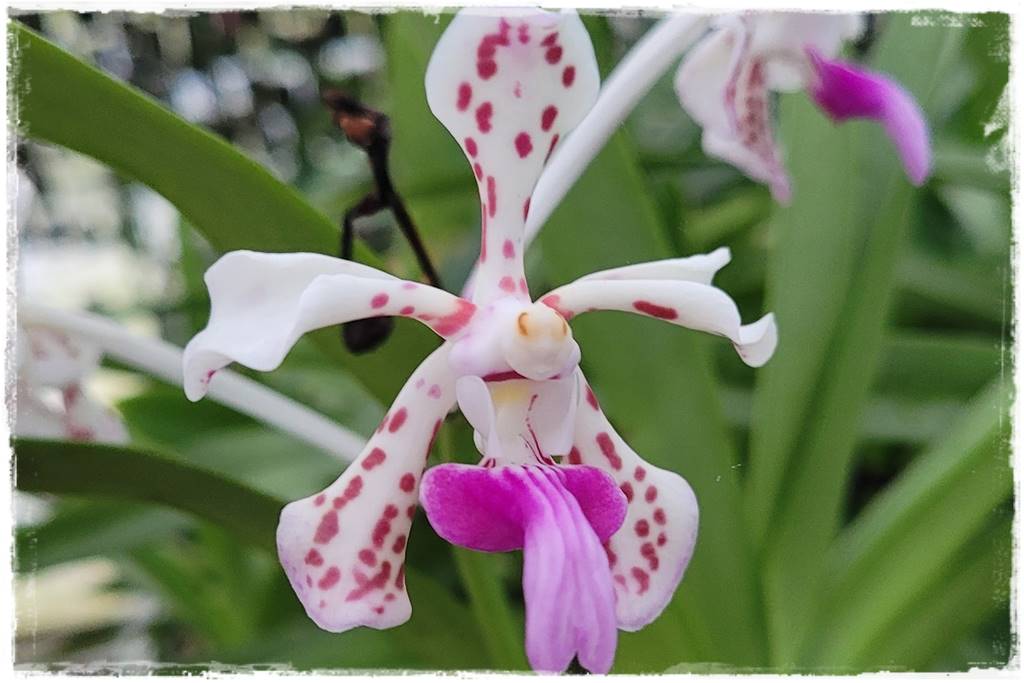 Storczyk Vanda 22 Vanda tricolor var. suavis Storczyk Vanda 22 Vanda tricolor var. suavis