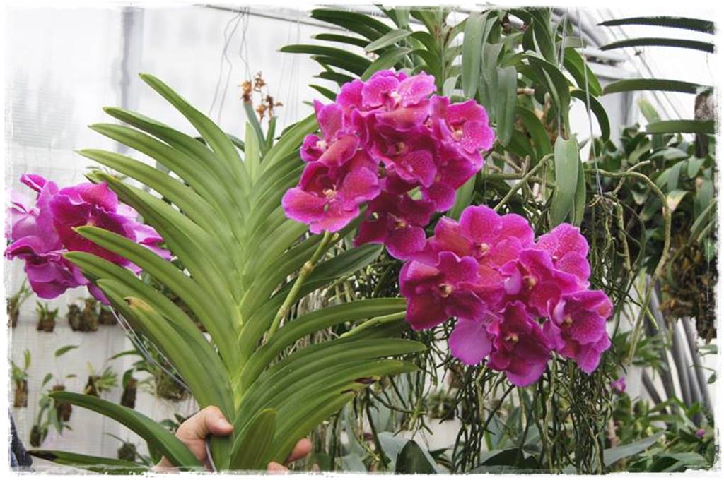 Storczyk Vanda 23 vanda sanderiana x caerulea Storczyk Vanda 23 vanda sanderiana x caerulea