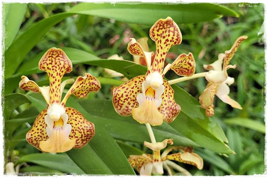 Storczyk Vanda 24 Vanda brunnea x dearei Storczyk Vanda 24 Vanda brunnea x dearei