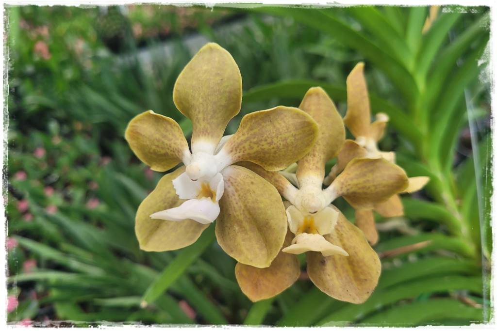 Storczyk Vanda 25 Vanda tessellata var. flava x denisoniana Storczyk Vanda 25 Vanda tessellata var. flava x denisoniana