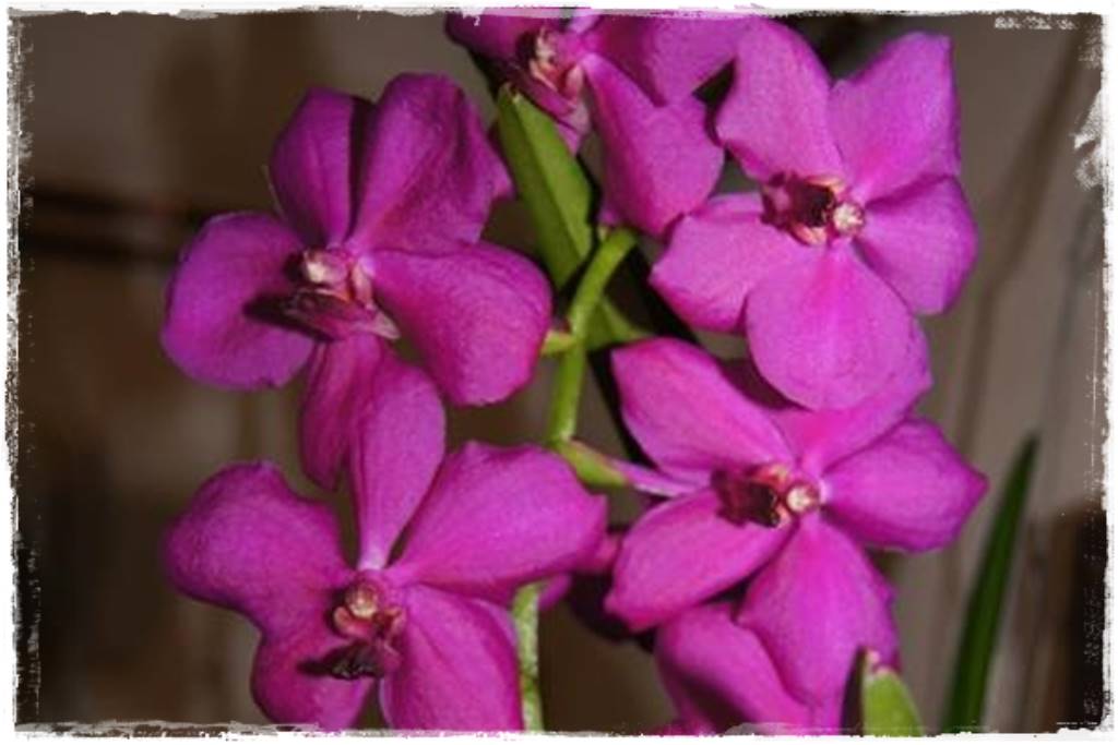 Storczyk Vanda 26 Ascocenda Queen Florist Storczyk Vanda 26 Ascocenda Queen Florist