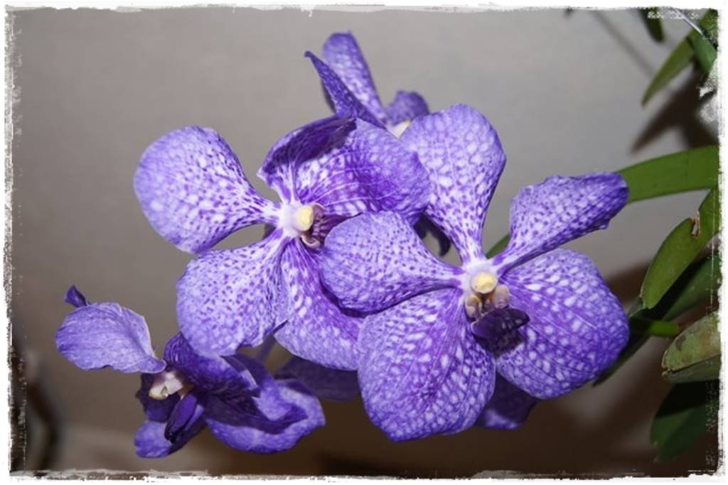 Storczyk Vanda 27 Ascocenda Pak Chong Blue Storczyk Vanda 27 Ascocenda Pak Chong Blue