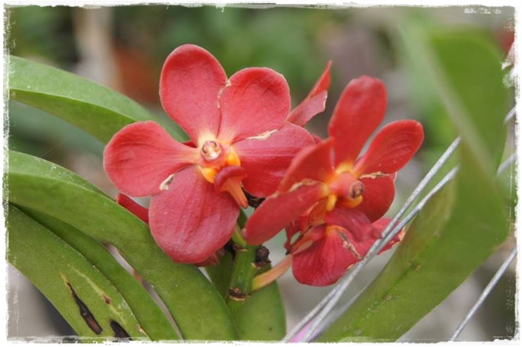 Storczyk Vanda 28 Ascocenda Sweat Pea Ruby Storczyk Vanda 28 Ascocenda Sweat Pea Ruby