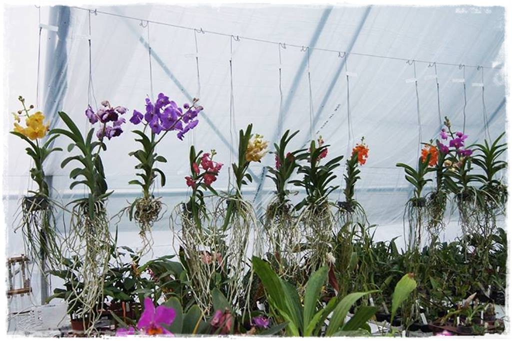 Storczyk Vanda 29 Storczyk Vanda 29