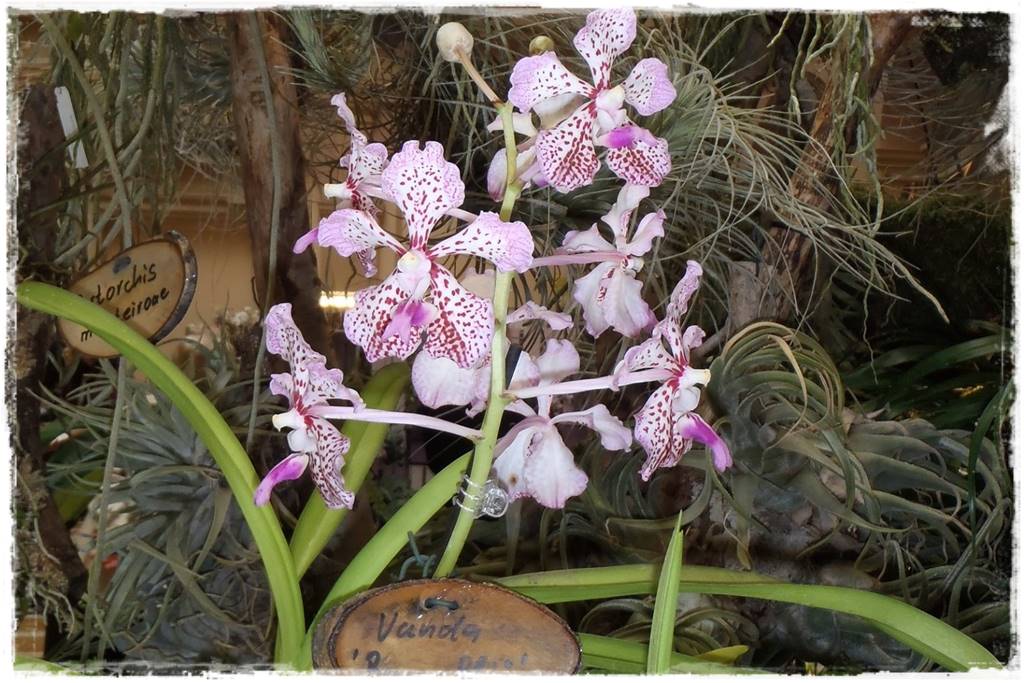 Storczyk Vanda 3 vanda burgeffi Storczyk Vanda 3 vanda burgeffi