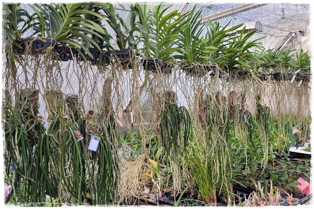 Storczyk Vanda 30 Storczyk Vanda 30