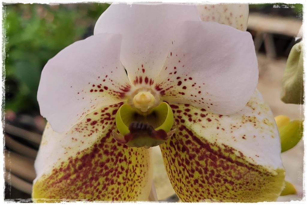 Storczyk Vanda 4 Vanda sanderiana Storczyk Vanda 4 Vanda sanderiana