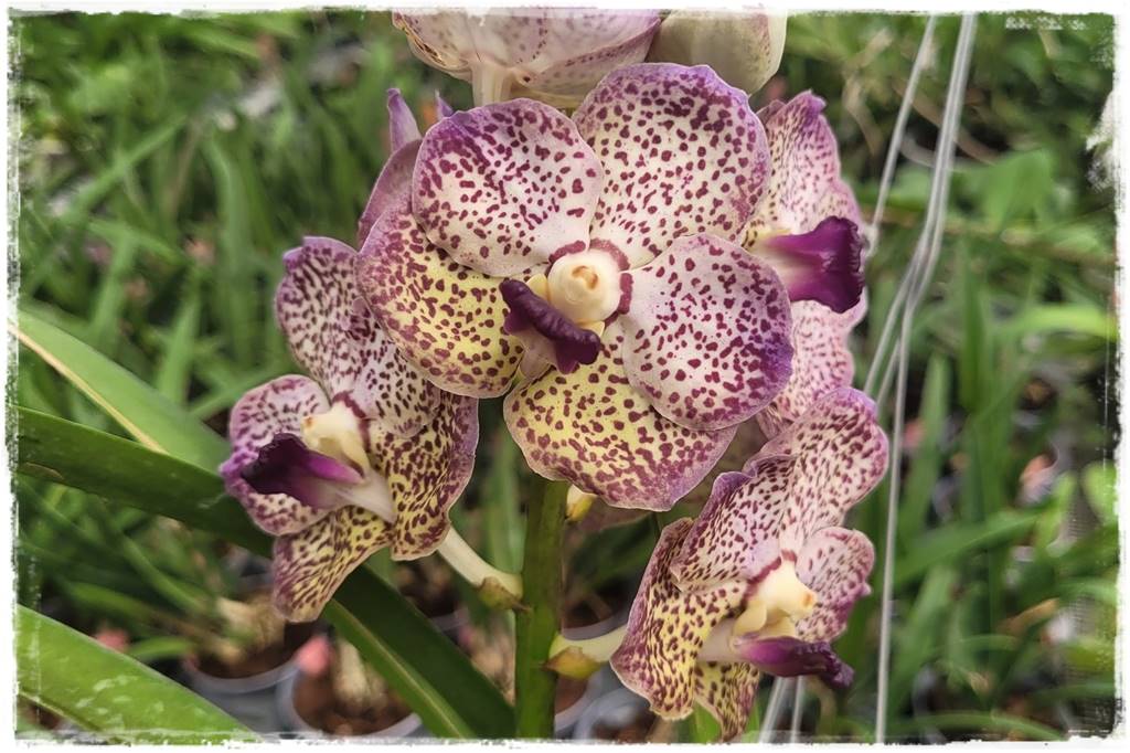 Storczyk Vanda 5 Vanda Storczyk Vanda 5 Vanda