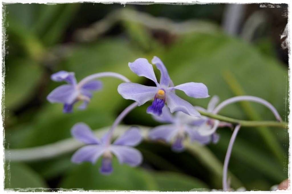Storczyk Vanda 6 Vanda coerulescens