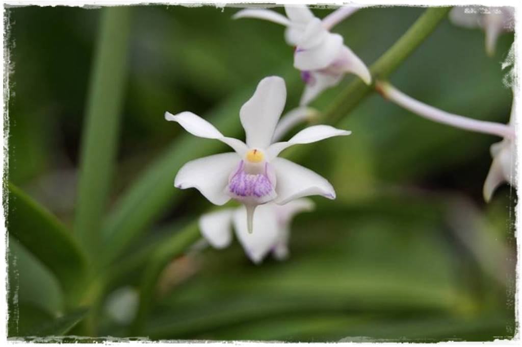 Storczyk Vanda 7 Vanda lilacina 2 Storczyk Vanda 7 Vanda lilacina 2