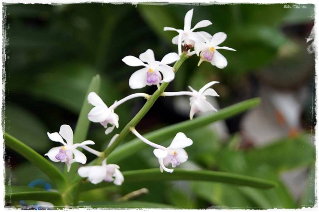 Storczyk Vanda 8 Vanda lilacina Storczyk Vanda 8 Vanda lilacina