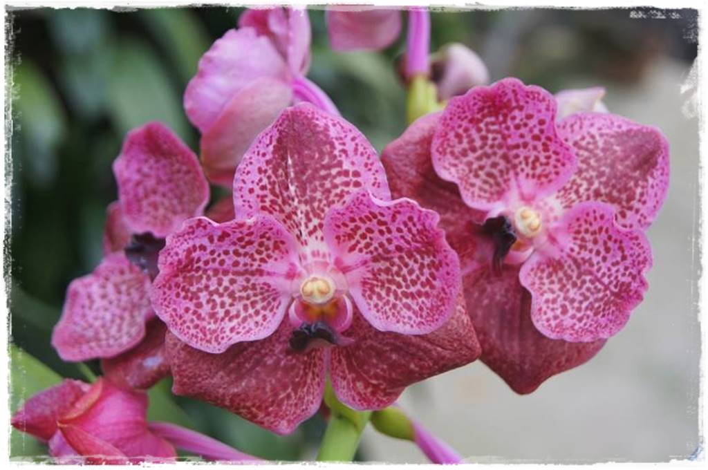 Storczyk Vanda 9 Vanda Copper Red