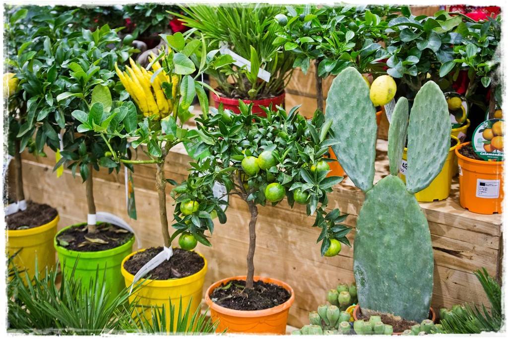 Targi Gardenia 2023 40 Targi Gardenia 2023 40