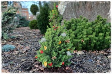 choinka po świętach 11