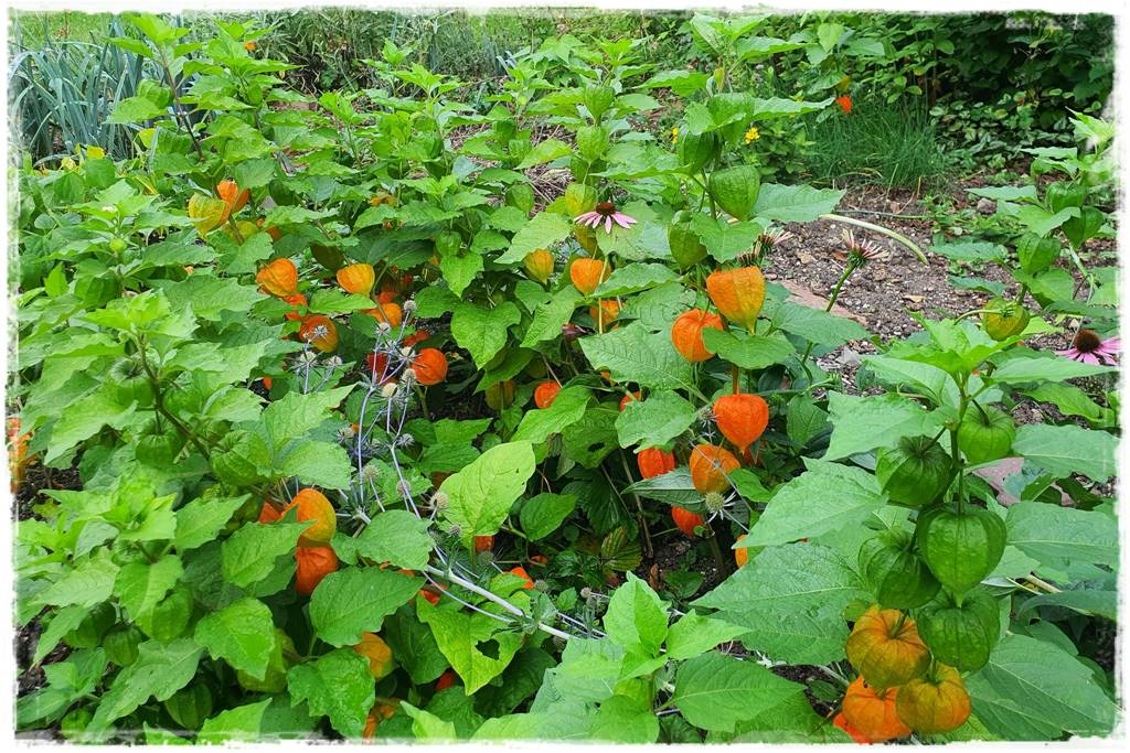 naturalne ozdoby świąteczne 3 naturalne ozdoby świąteczne 3