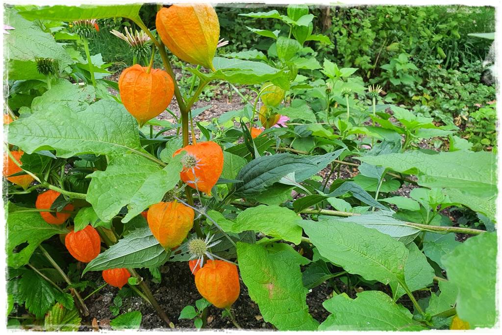 naturalne ozdoby świąteczne 4 naturalne ozdoby świąteczne 4