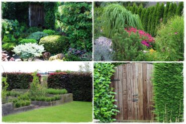 rośliny na żywopłot 0