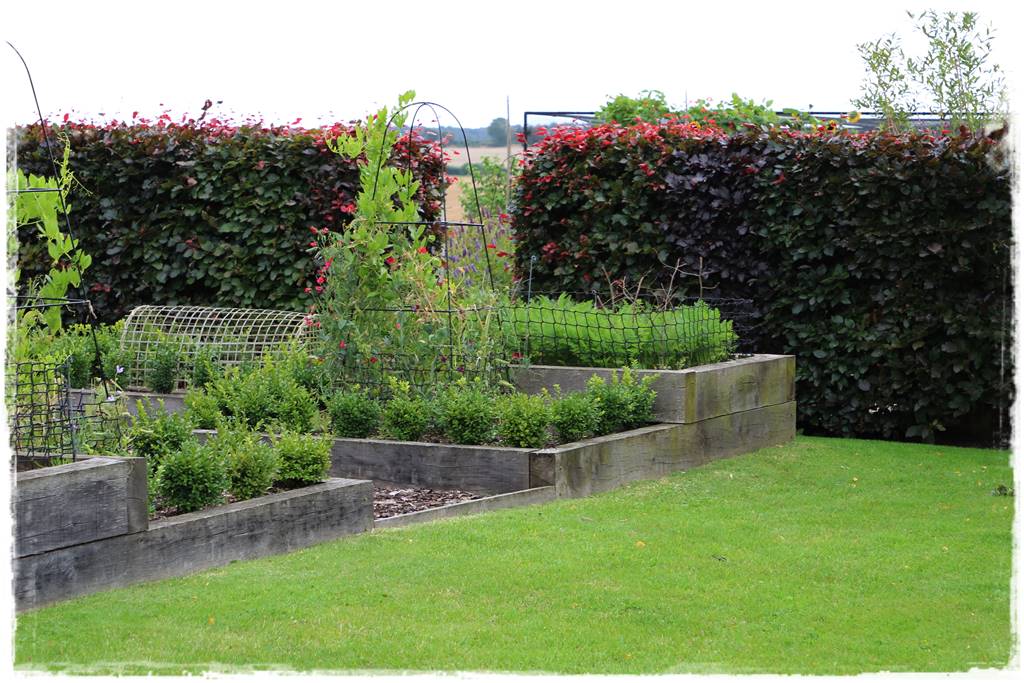 rośliny na żywopłot 10