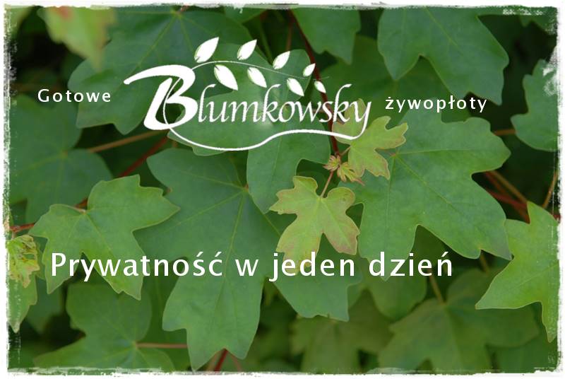 rośliny na żywopłot 100