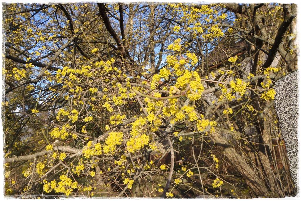 rośliny na żywopłot 12