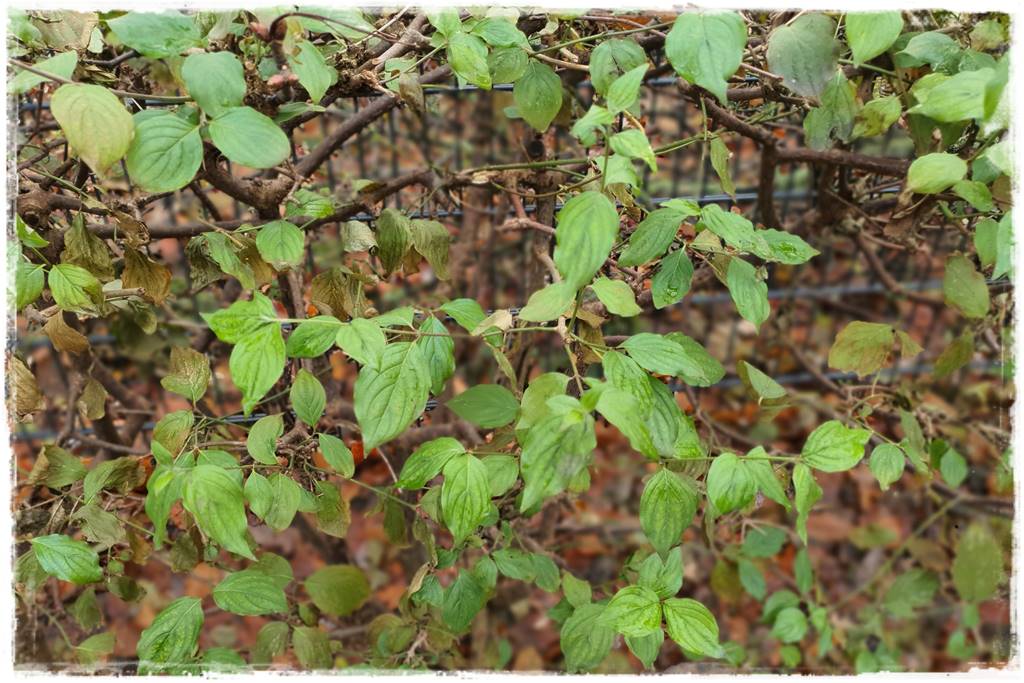 rośliny na żywopłot 12c