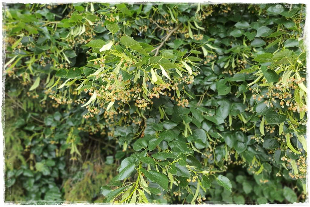 rośliny na żywopłot 13