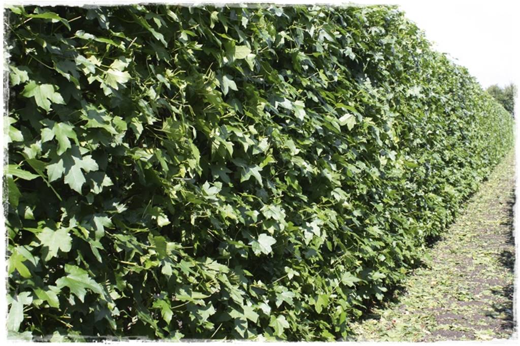 rośliny na żywopłot 14