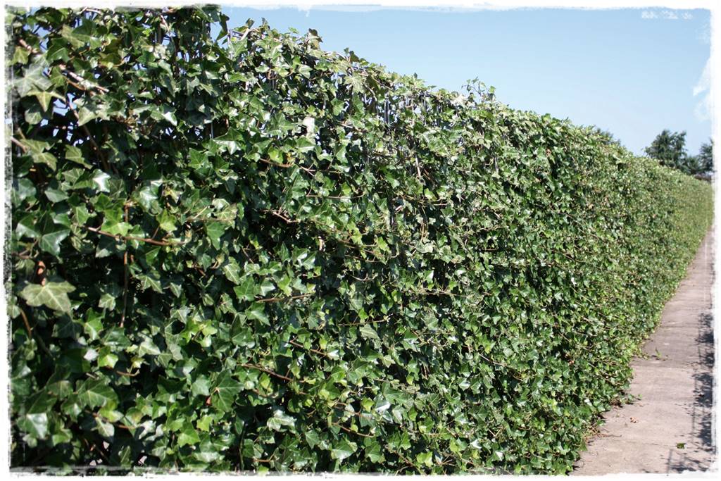 rośliny na żywopłot 15