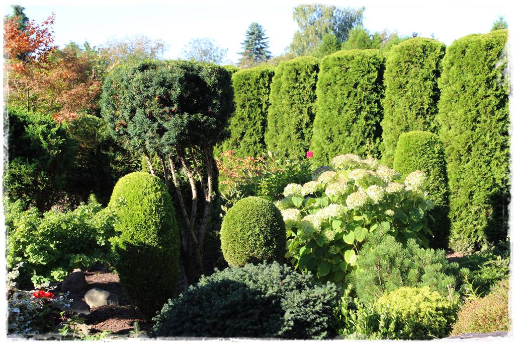 rośliny na żywopłot 1c