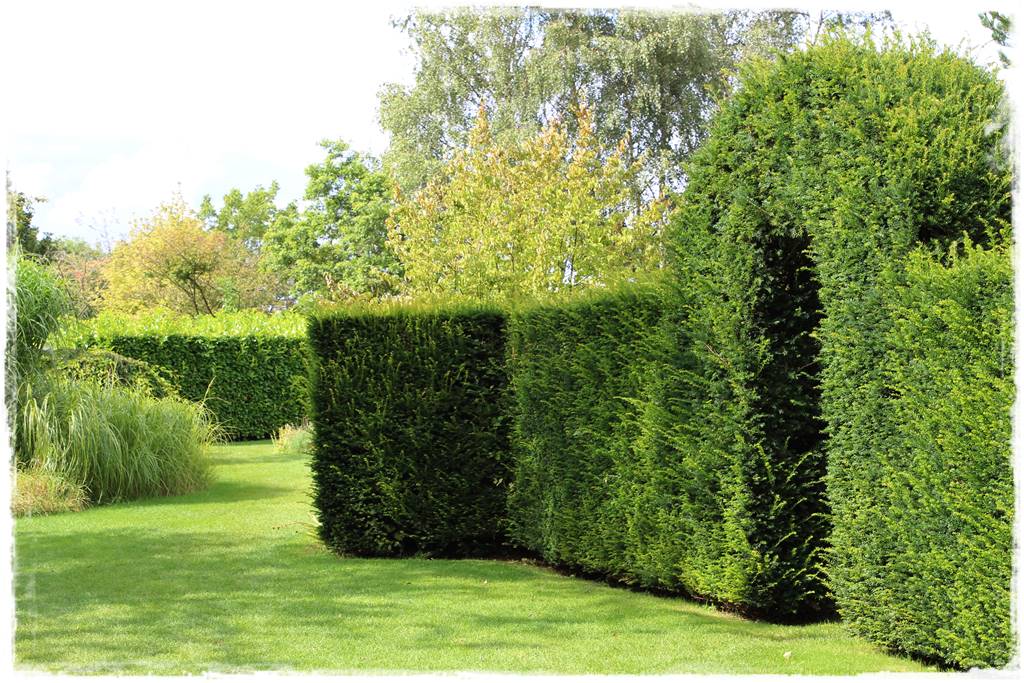 rośliny na żywopłot 2b