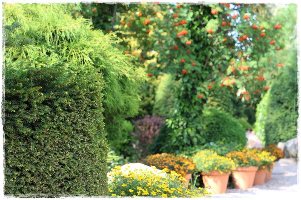 rośliny na żywopłot 3