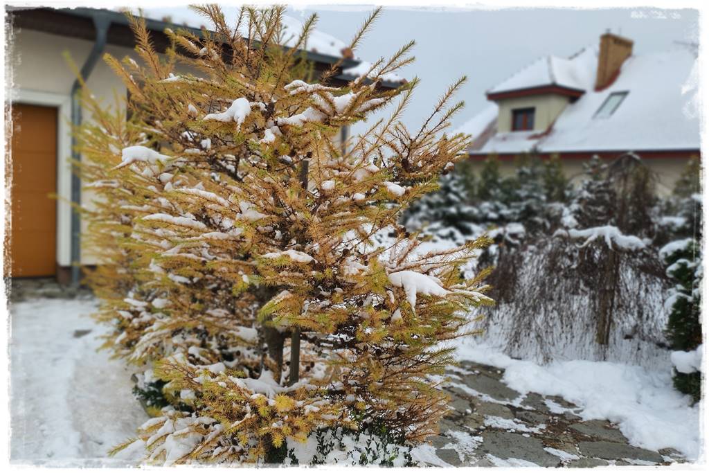 rośliny na żywopłot 4