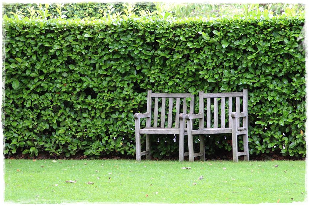 rośliny na żywopłot 5