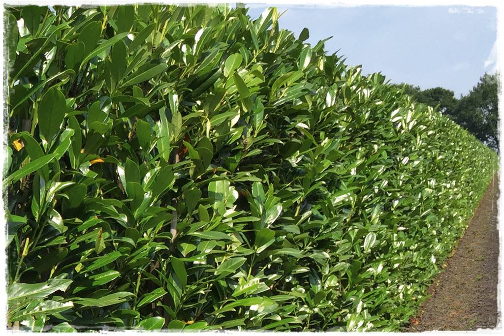 rośliny na żywopłot 5b